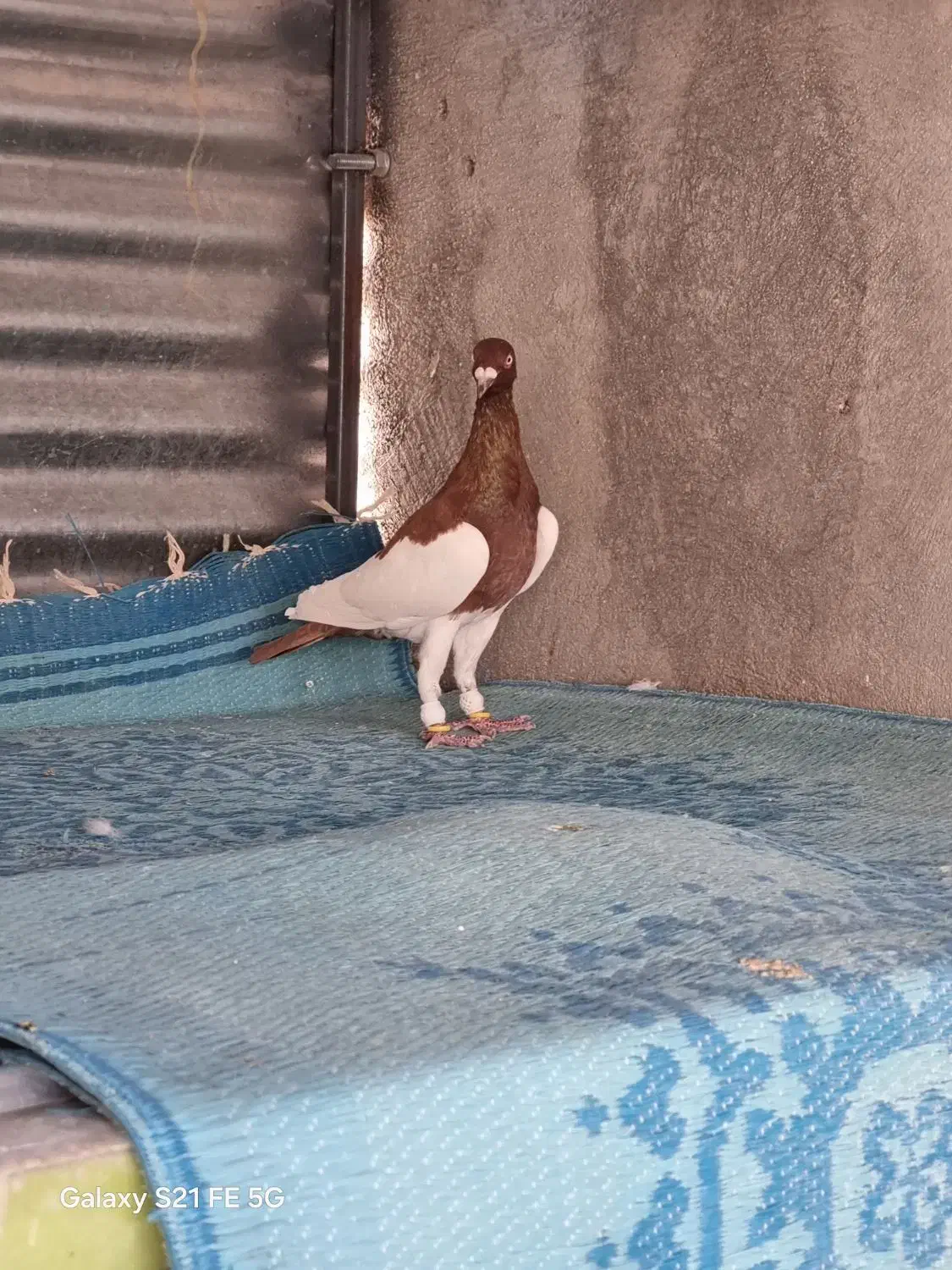 فروش کبوتر|پرنده|شیراز, هفت تنان|دیوار