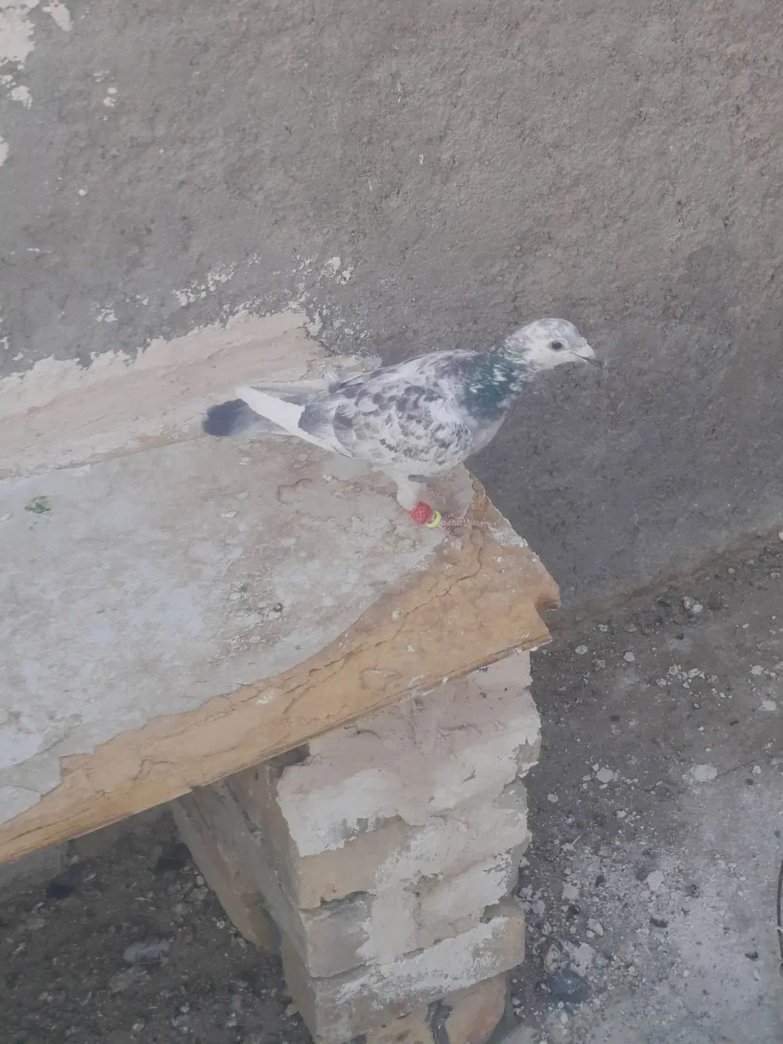 سوسکی سبز|پرنده|تربتحیدریه, فتح المبین|دیوار