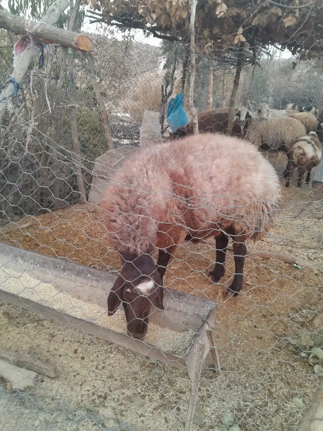 قوچافشاریدرجه ۱|حیوانات مزرعه|رودشت (چهارمحال و بختیاری), |دیوار