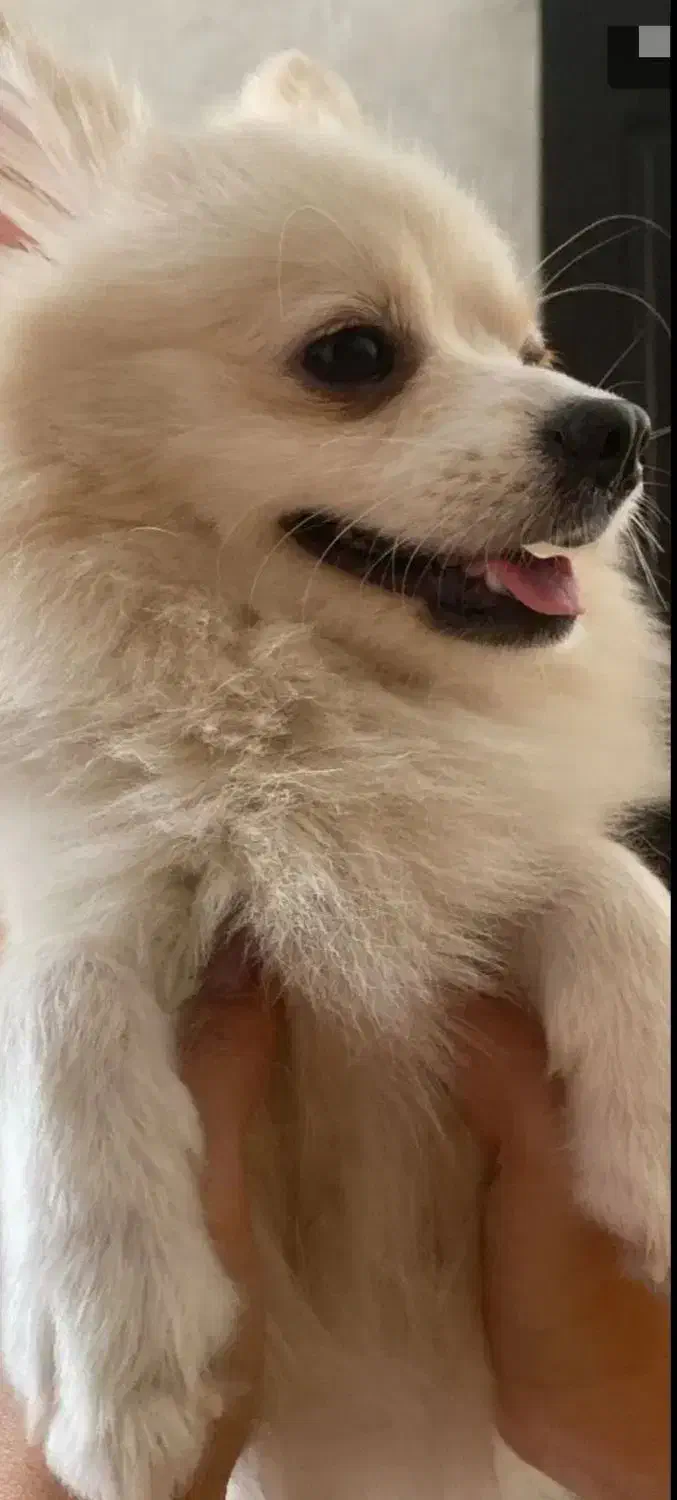 پامرانین نر دوساله وزن 1500|سگ|مبارکه, |دیوار