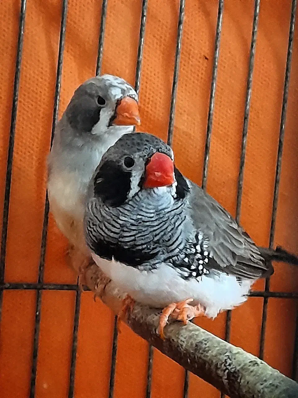 یه جفت فنچ لپ سیاه ماده سیلور|پرنده|رشت, لاکانی|دیوار