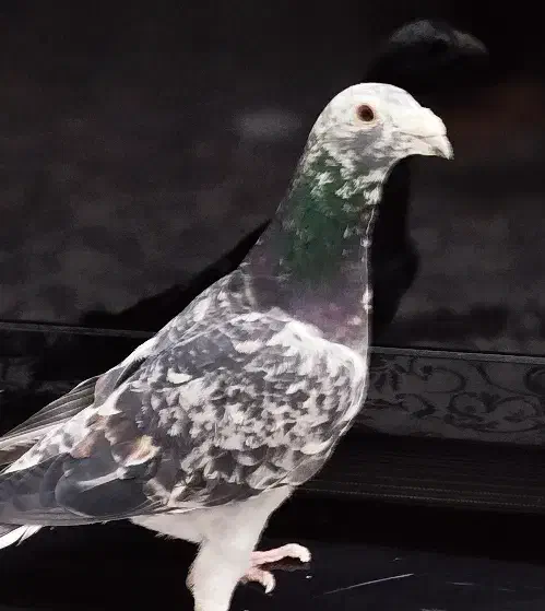 کفتر آلمانی|پرنده|مشهد, فاطمیه|دیوار