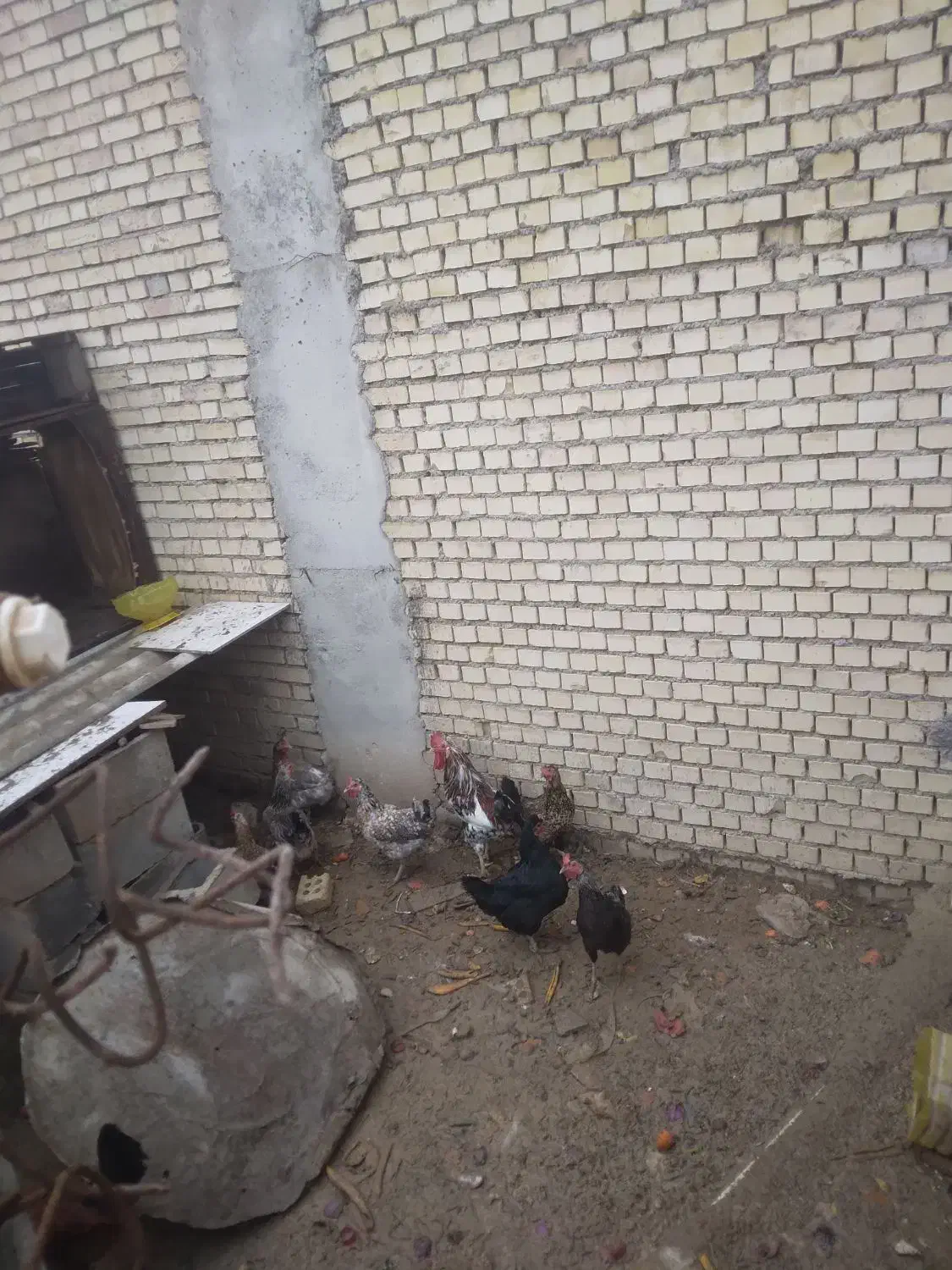 مرغ و خروس بزرگ|حیوانات مزرعه|رامشیر, |دیوار