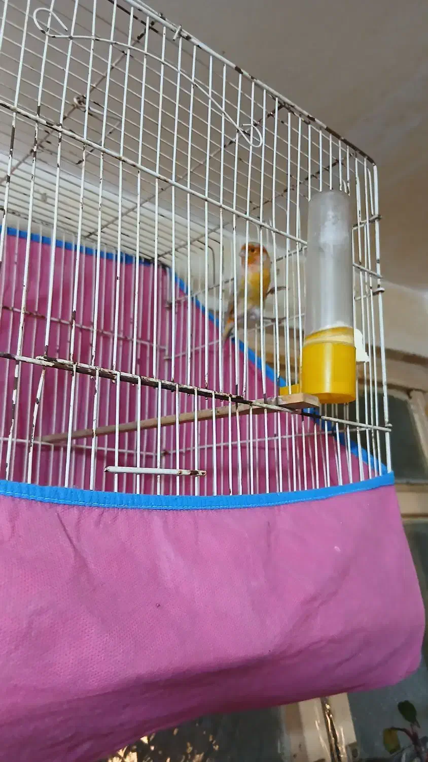 پرنده|پرنده|امیدیه, |دیوار