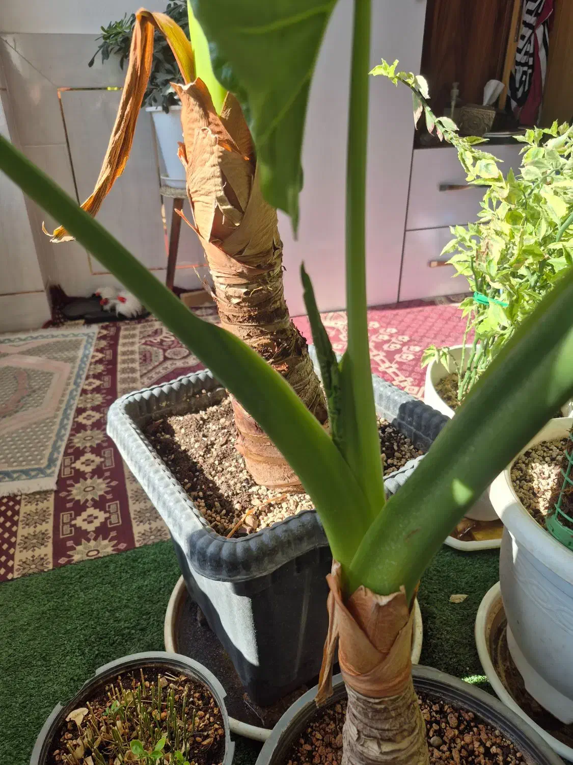 بابا ادم جاینت|گل و گیاه طبیعی|فلاورجان, |دیوار