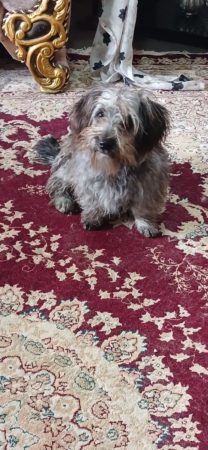 شیتزو  با نمک ماده|سگ|منجیل, |دیوار