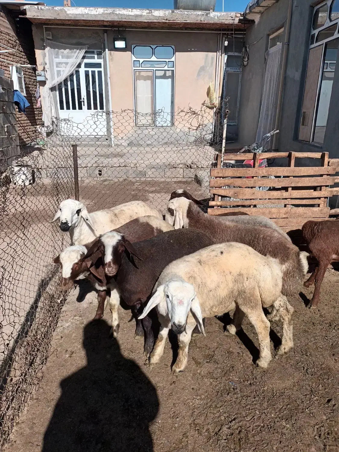 گوسفند|حیوانات مزرعه|هرسین, |دیوار