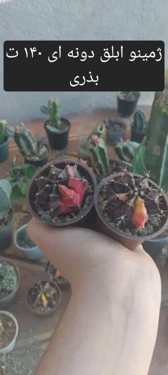 انواع گل و کاکتوس های خاص|گل و گیاه طبیعی|قم, هفت تیر|دیوار