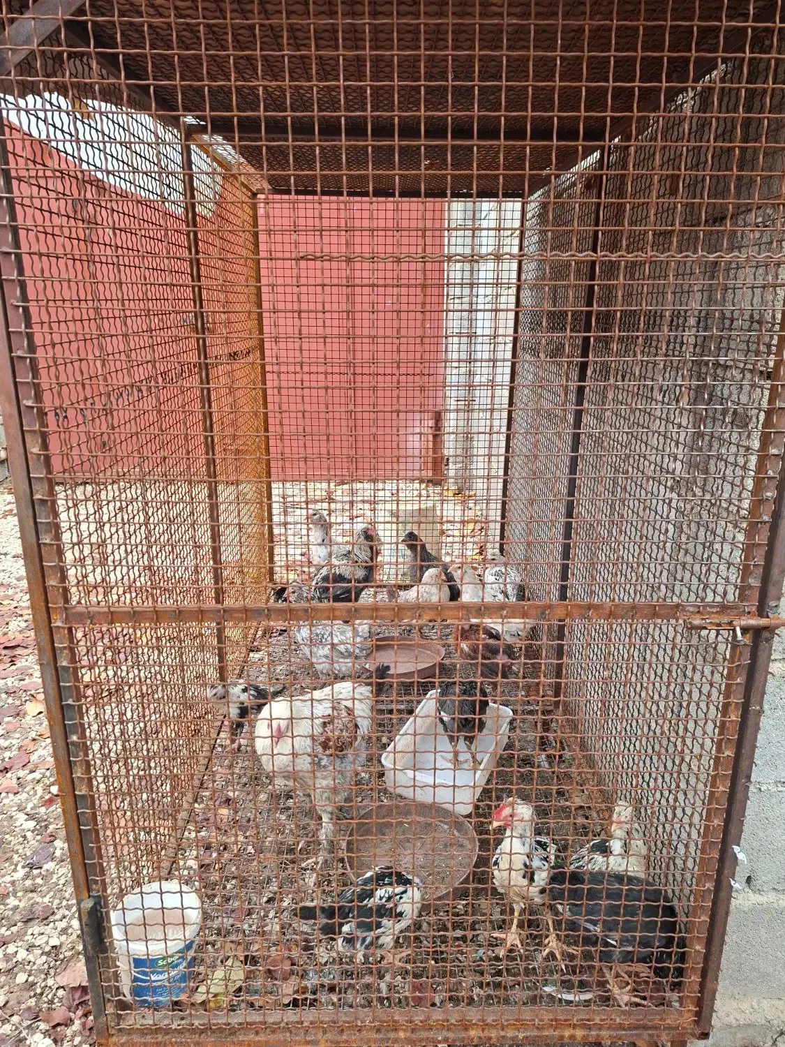 مرغ گلین|حیوانات مزرعه|سپیدان, |دیوار