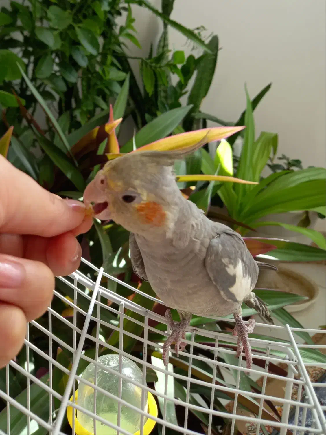 عروس هلندی|پرنده|مبارکه, |دیوار