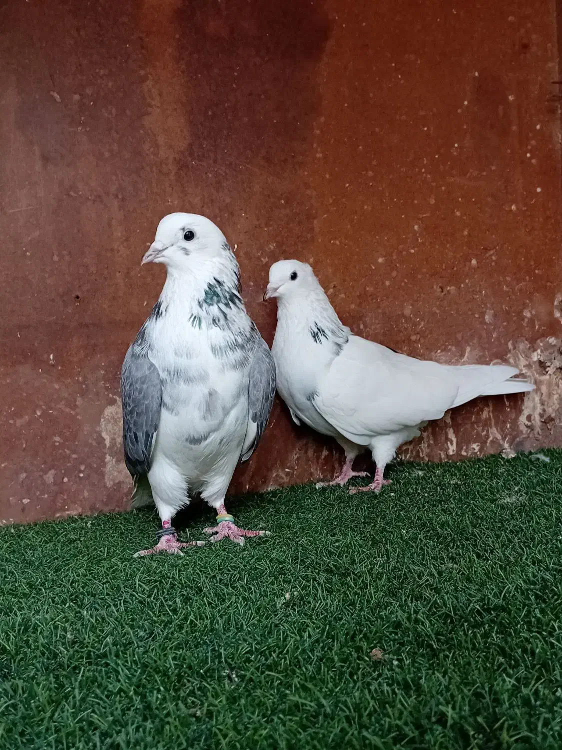 کبوتر بلند پرواز شمال( بندرگز )|پرنده|گرگان, |دیوار