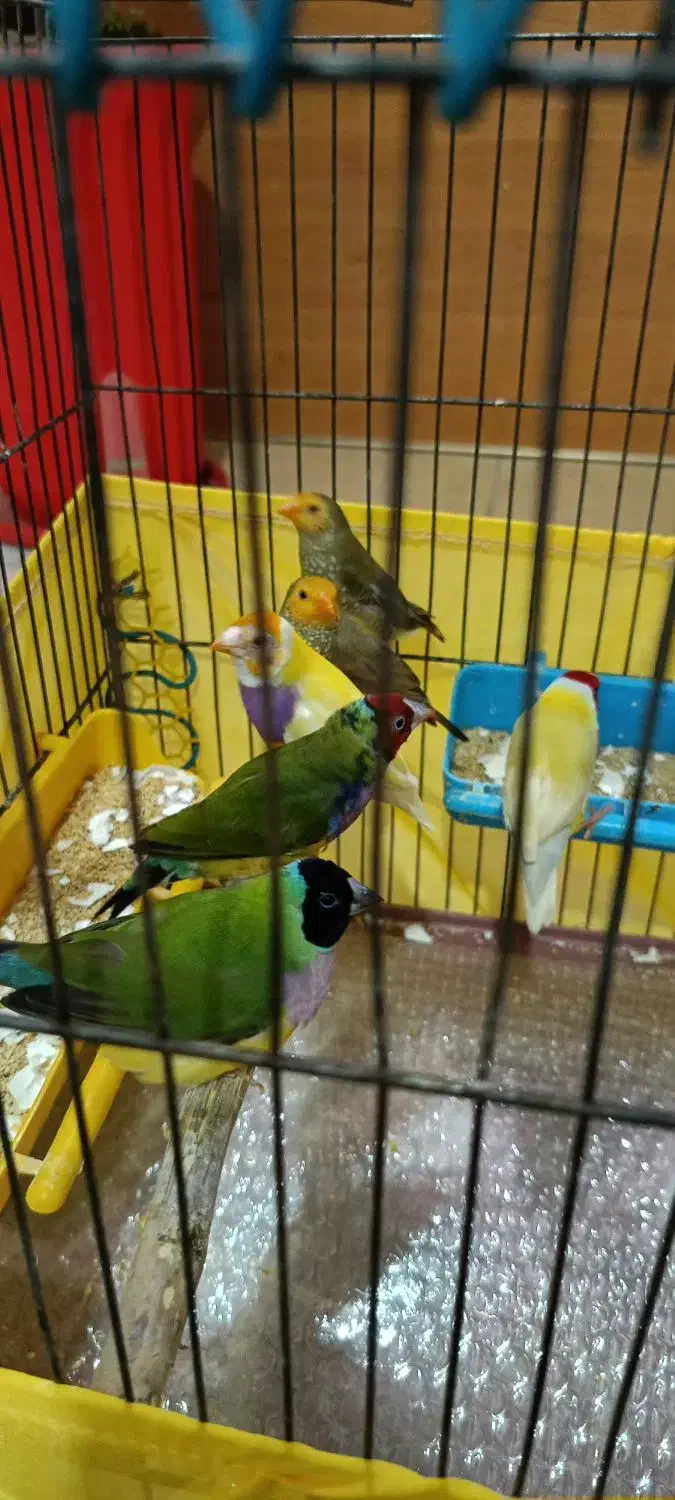 فنچ ستاره ای ، گلدین|پرنده|تهران, سبلان (لشگر)|دیوار