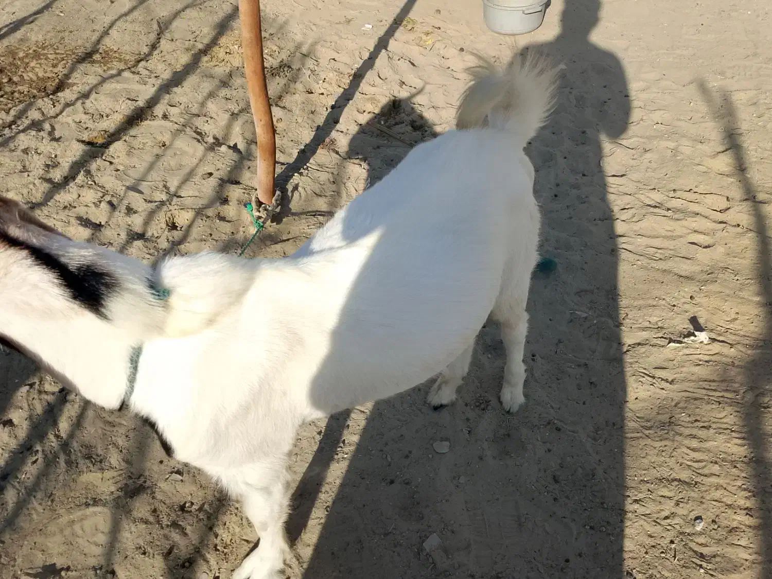 بز نر خوب|حیوانات مزرعه|کهیر, |دیوار