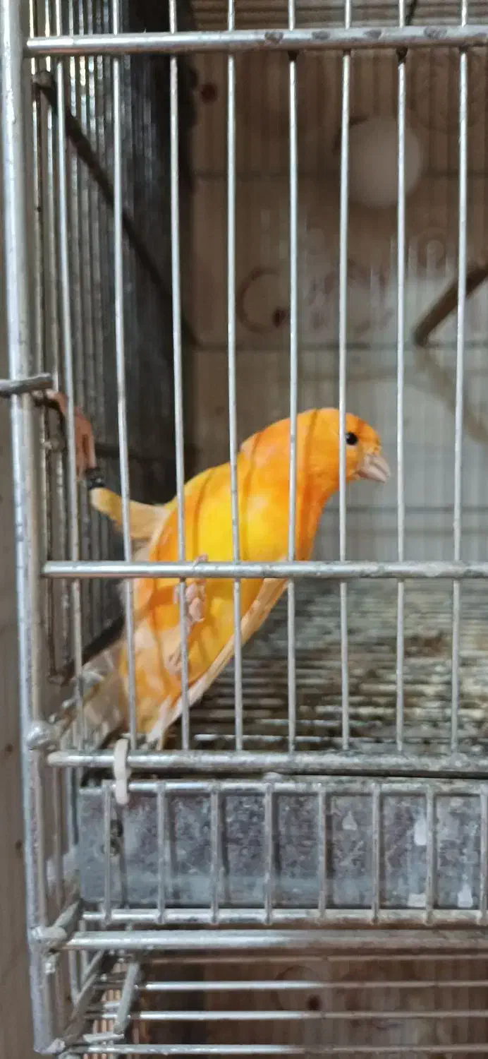 قناری سرخ نر نیمه مست|پرنده|شاهینشهر, شهرک امام علی|دیوار