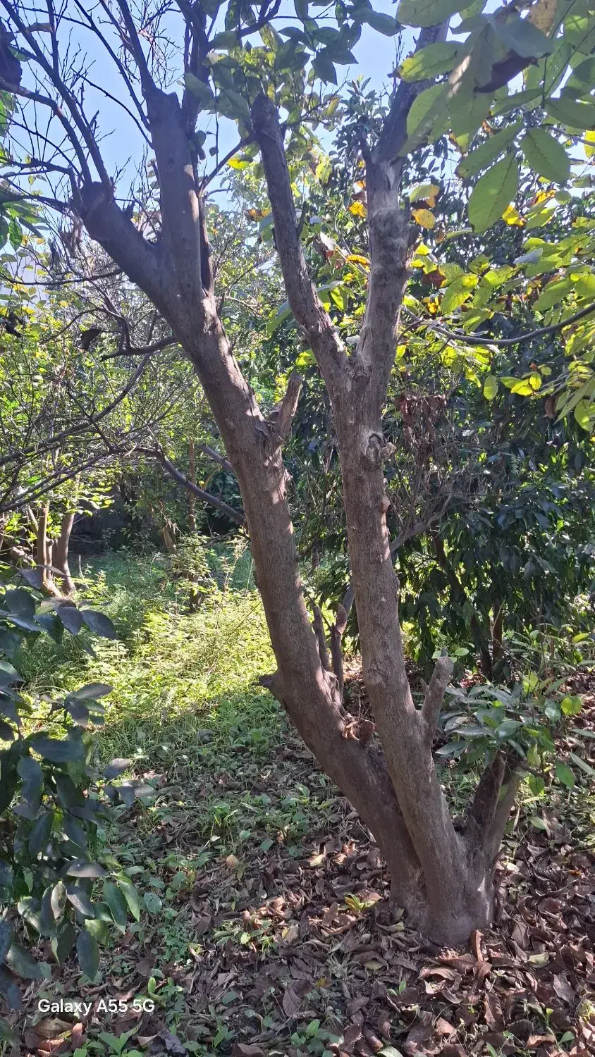 اصلاح درخت و قطع  کردن درخت خشک|خدمات باغبانی و درختکاری|ساری, |دیوار