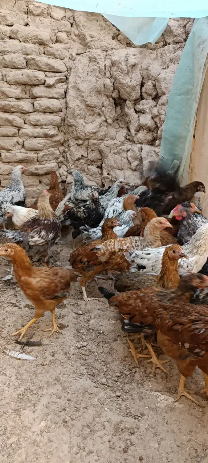 تاقچه سالم و سرحال|حیوانات مزرعه|خلیل آباد, |دیوار