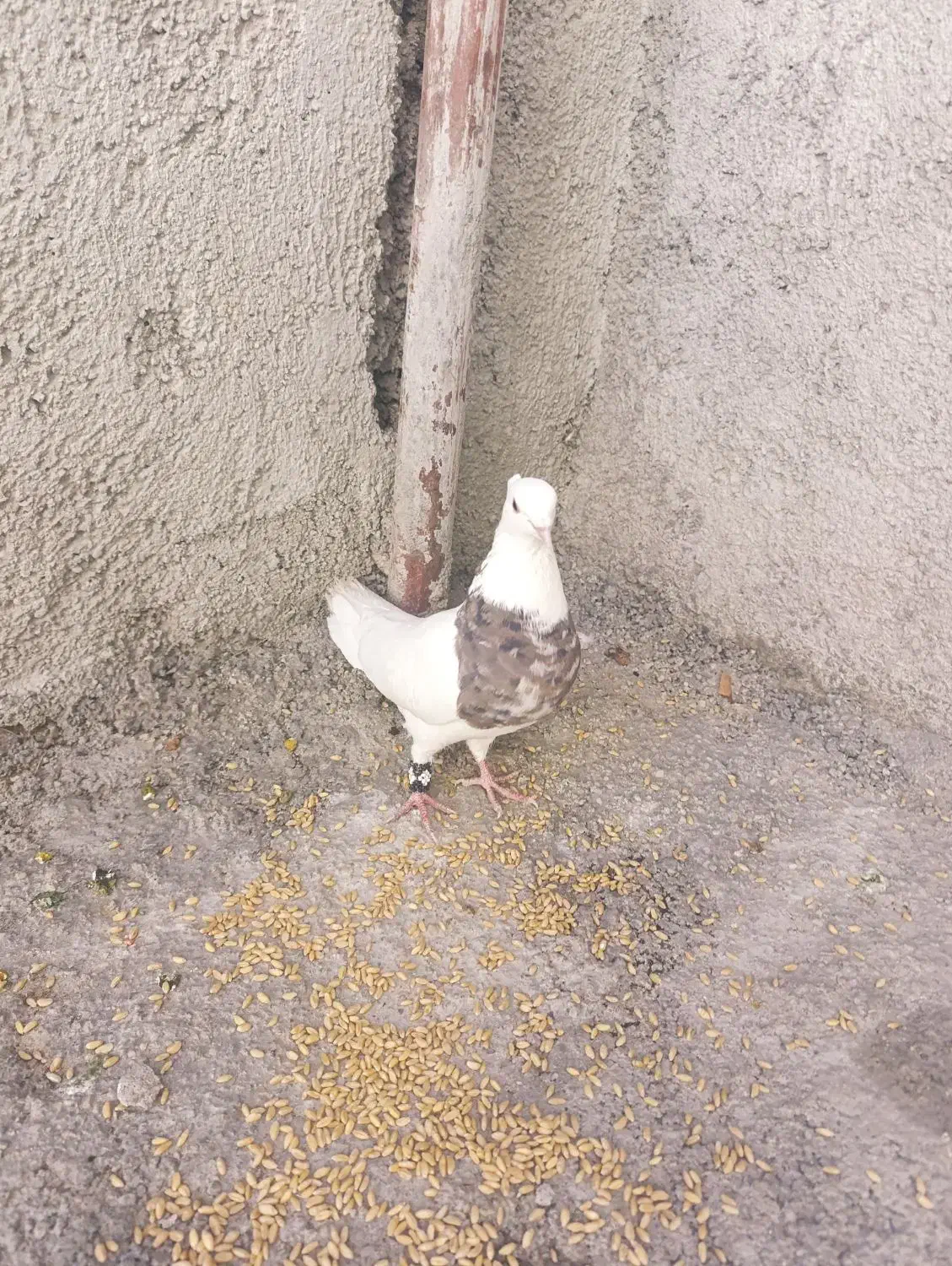 یک جفت کبوتر طوقی اصل تمیز اماده تخم گذاری|پرنده|یاسوج, |دیوار