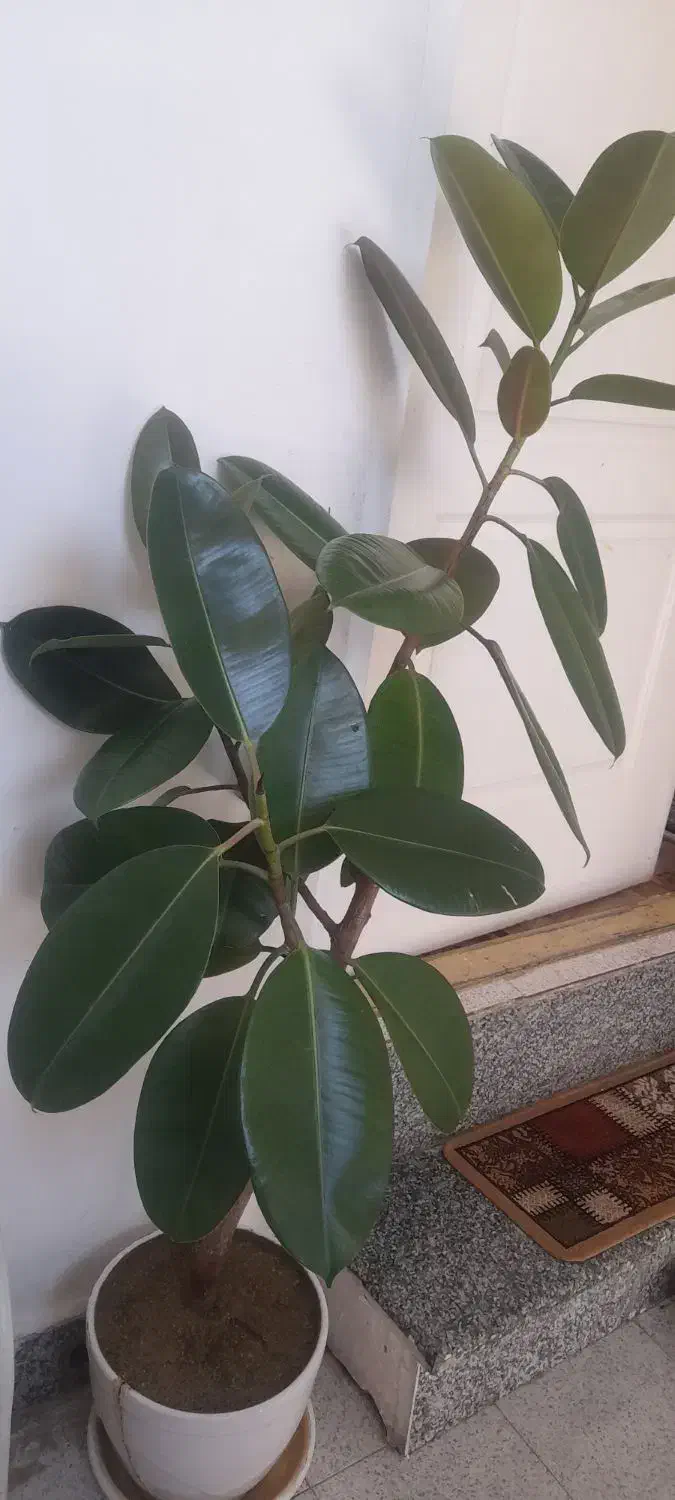 گل گوش فیلی سالم شاداب|گل و گیاه طبیعی|اسدآباد, |دیوار