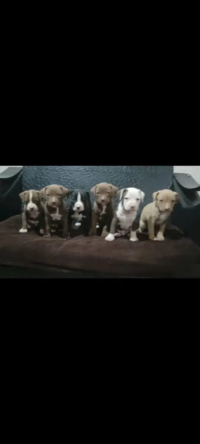 توله پیت بول اصیل|سگ|تهران, خانیآباد|دیوار