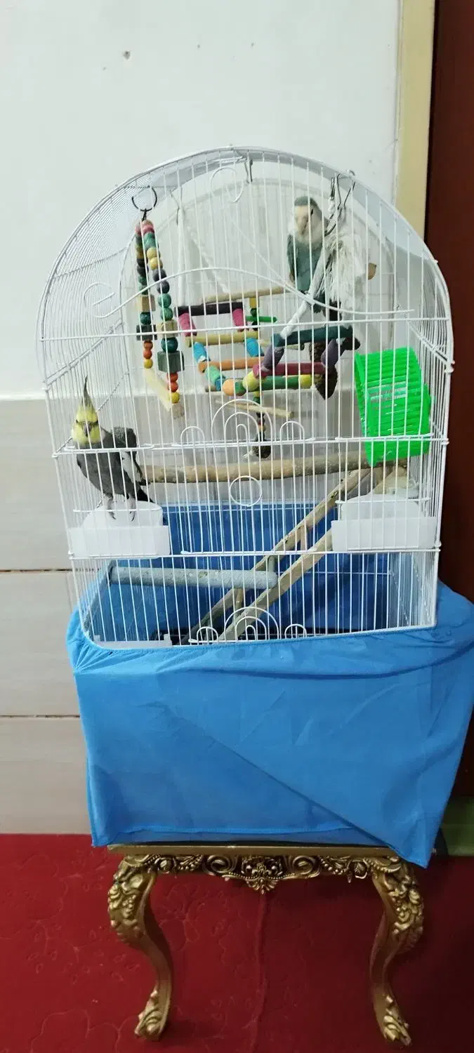 قفس پرنده ۱۰۳۴ و قفس کلبه ای کوچک|لوازم جانبی حیوانات|خوانسار, |دیوار