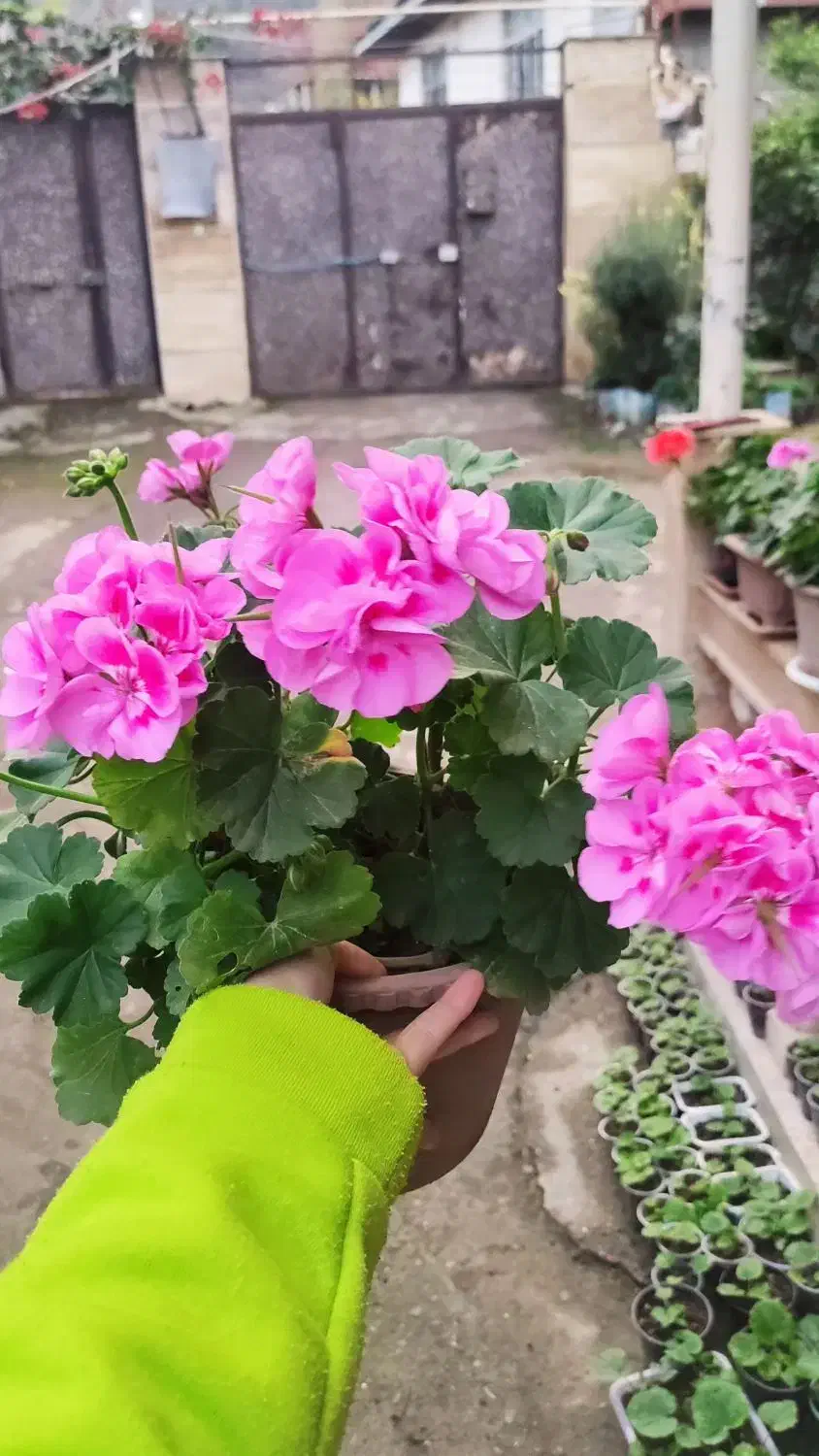 گل های سینره 5-10-هزار شمعدانی 100و150هزار|گل و گیاه طبیعی|تالش, هشتپر|دیوار