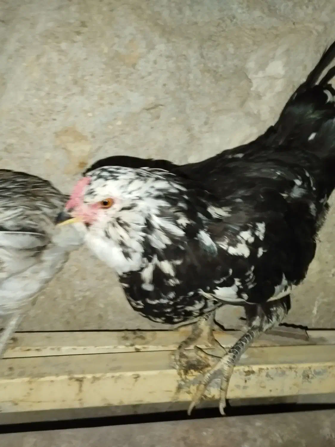 تخم مرغ گلین اصل|حیوانات مزرعه|لامرد, |دیوار