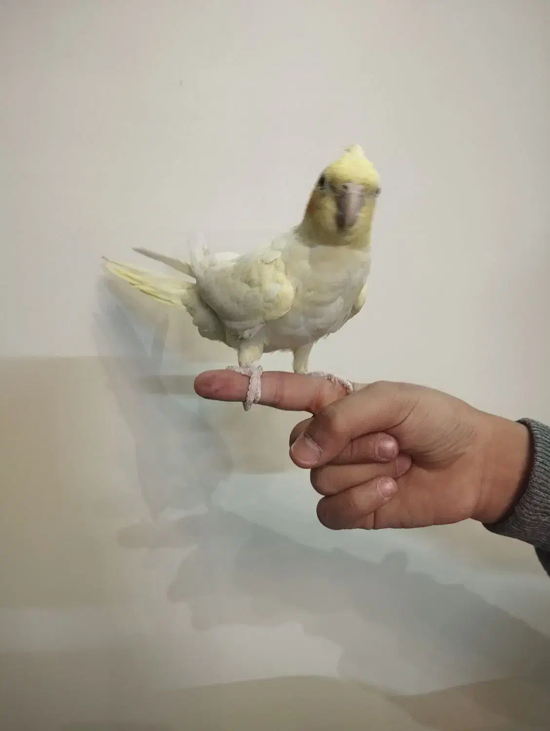 جوجه عروس سه ماهه|پرنده|شاهینشهر, گرگاب|دیوار