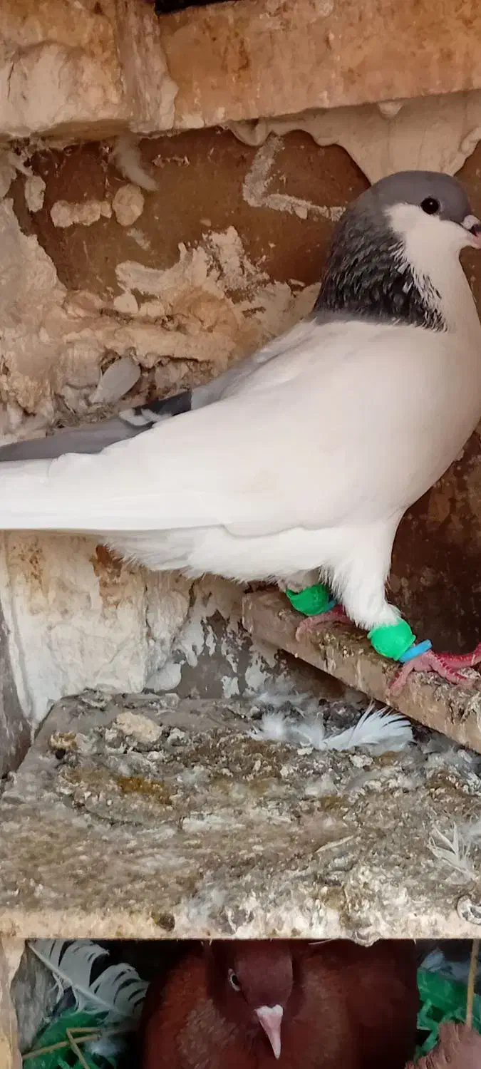 کبوتر|پرنده|شوشتر, |دیوار