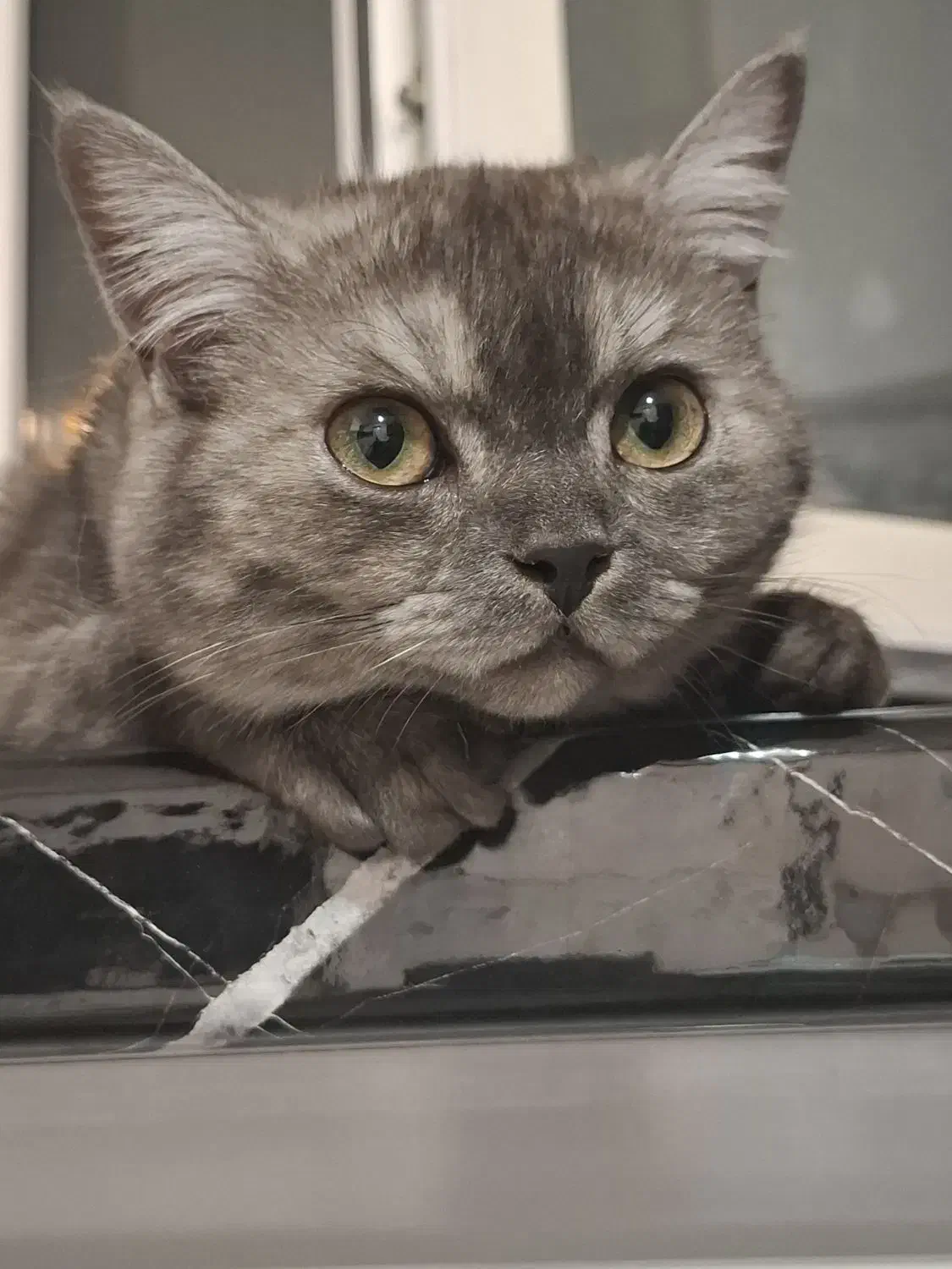 گربه بریتیش نر،فلت،رنگ خاکستری تیره،چشمای زرد|گربه|اراک, |دیوار