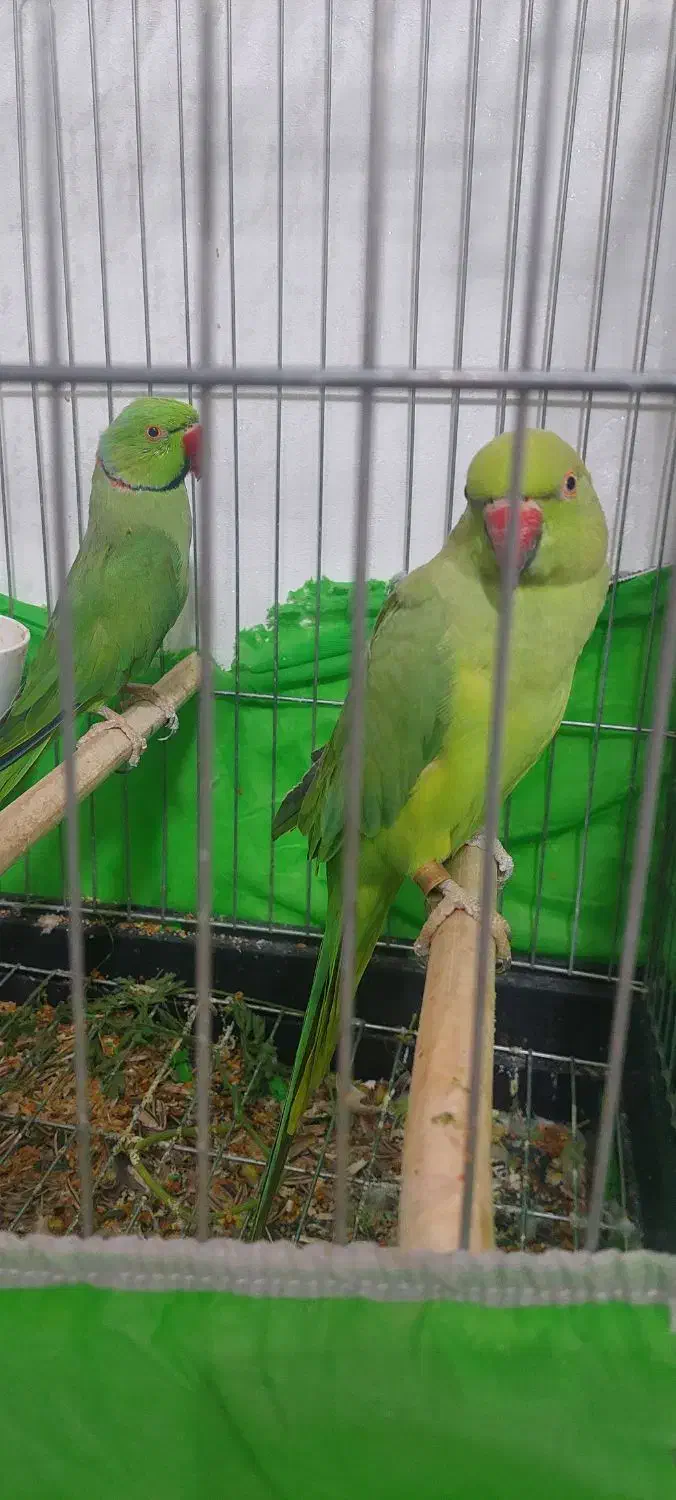 جفت طوطی ملنگو|پرنده|نسیمشهر, |دیوار