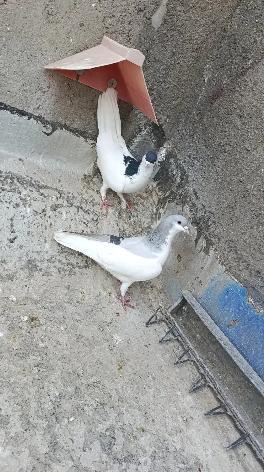 کبوتر رنگی|پرنده|بوئین زهرا, |دیوار