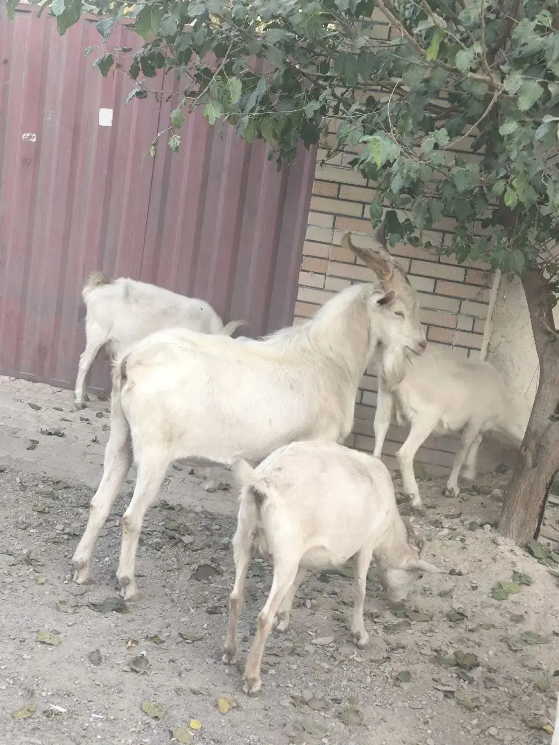 نربزسانن|حیوانات مزرعه|محمدشهر, محمدشهر|دیوار