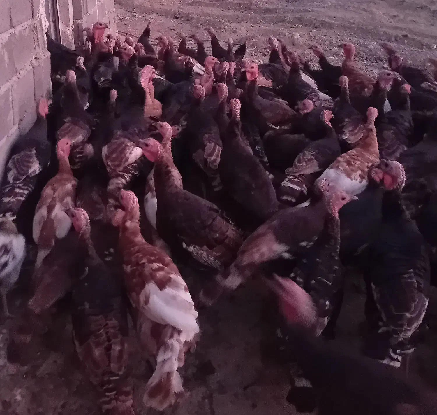 بوقلمون برنزه و بربون|حیوانات مزرعه|خوی, |دیوار