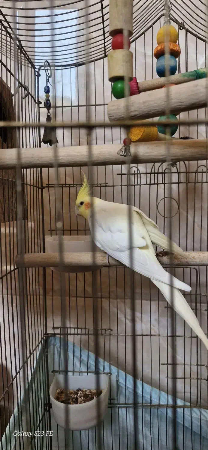 عروس هلندی جفت|پرنده|ری, شهرک نظامی|دیوار