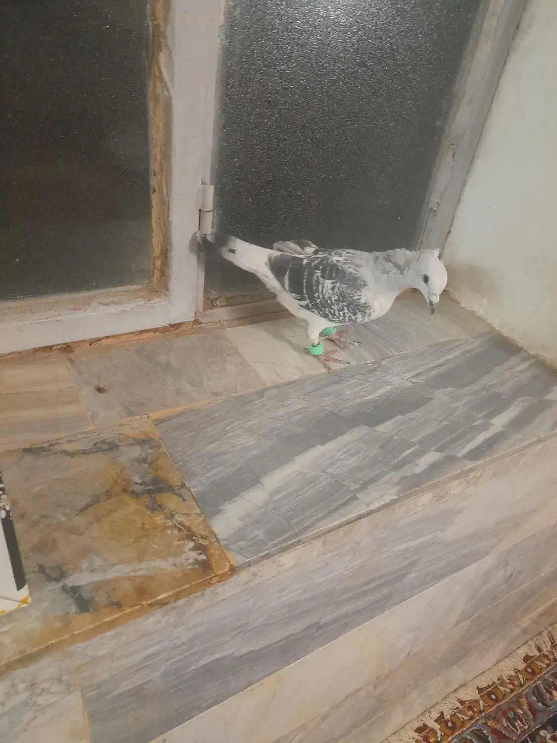 شامی پولکی تیزکنار نر کرمانی سرخ دمسفید نرهوای|پرنده|فرح دشت, |دیوار