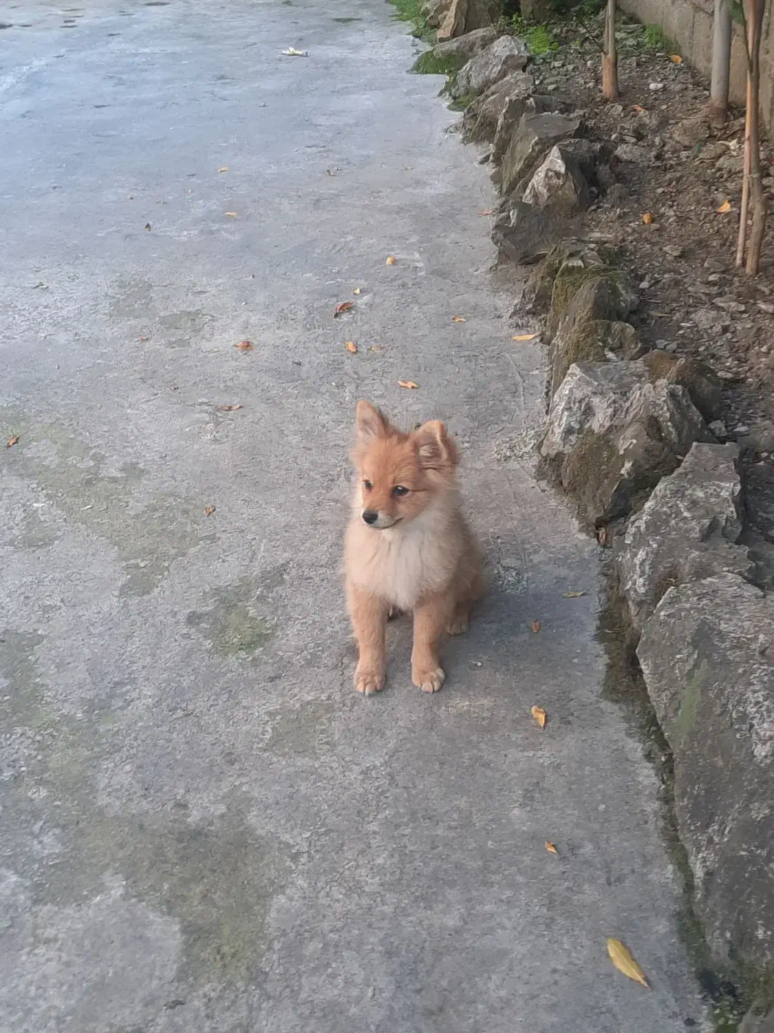 واگذاری دو عدد سگ یکی ماده یکی نر|سگ|رامسر, |دیوار