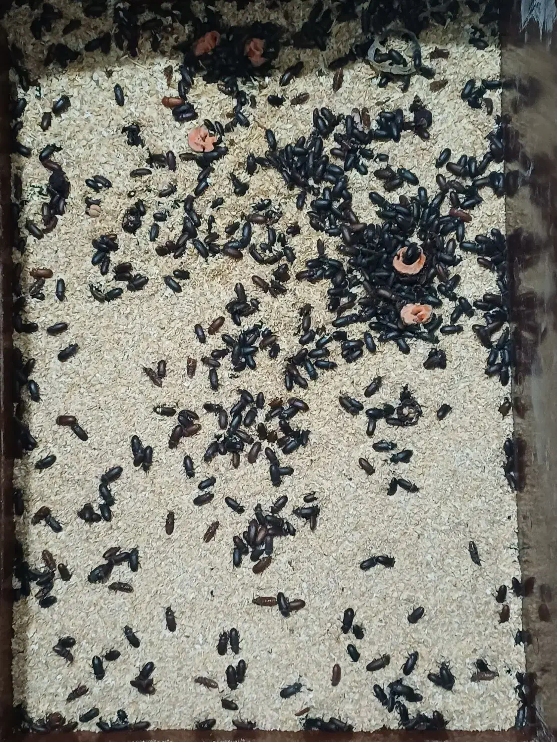 سوسک میلورم|خزنده|کاشان, شهرک خاتم الانبیا (مسکن ملی کاشان)|دیوار