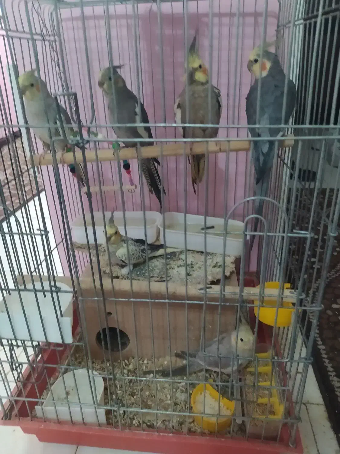 فروش سه عدد عروس هلندی دو ماده و یکی نر|پرنده|همدان, |دیوار