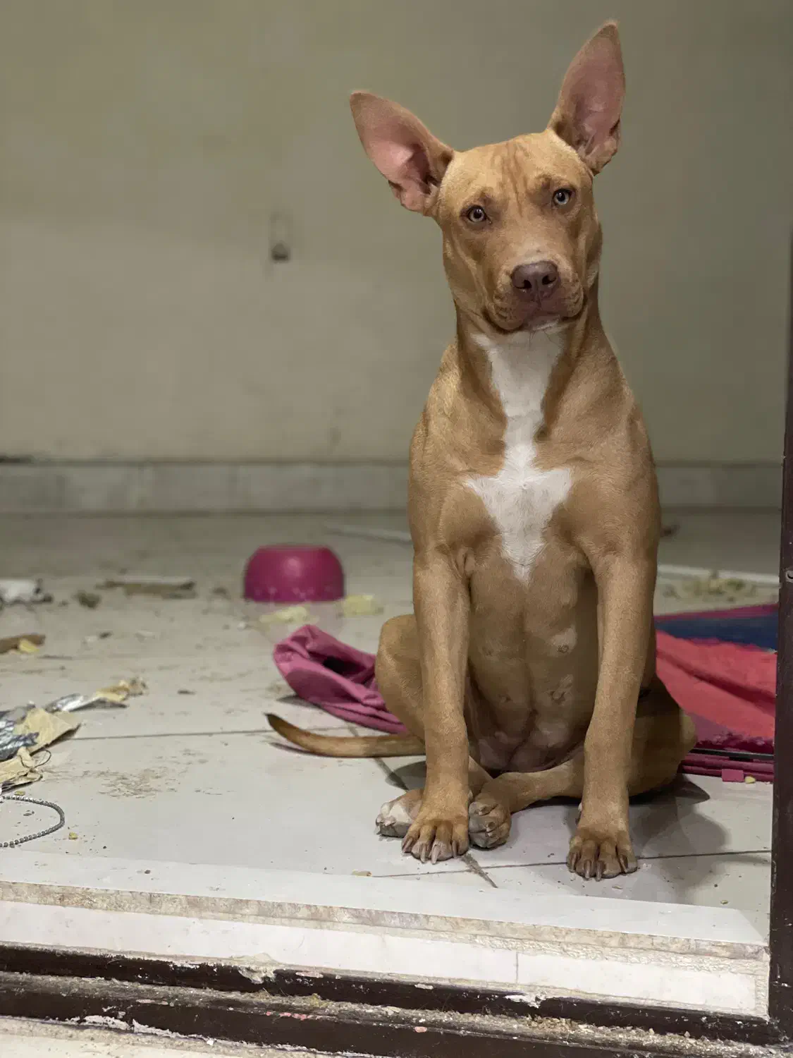 پیتبول فروشی|سگ|کرمان, |دیوار