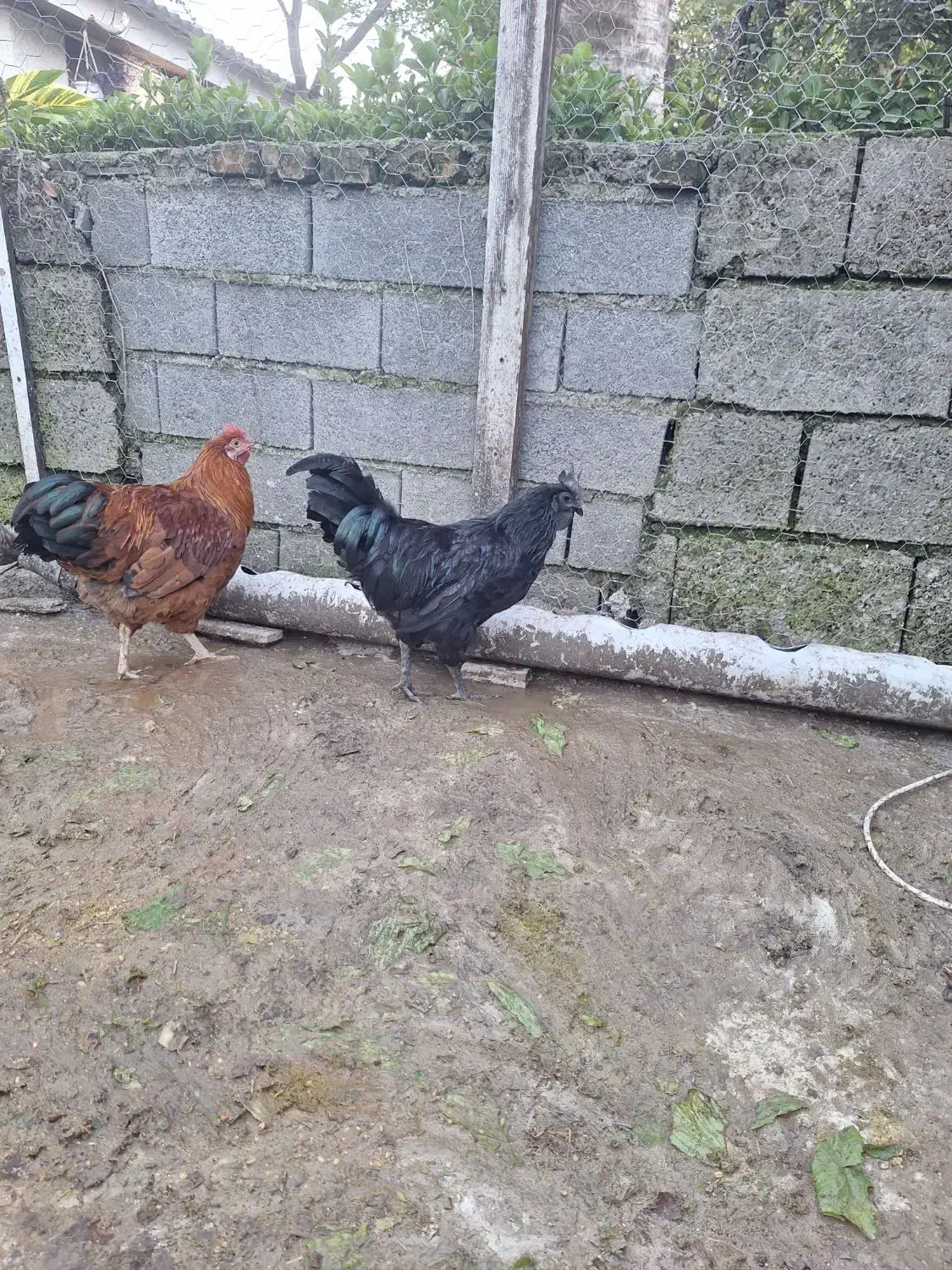 خروس ایام سمانی|حیوانات مزرعه|رویان, |دیوار