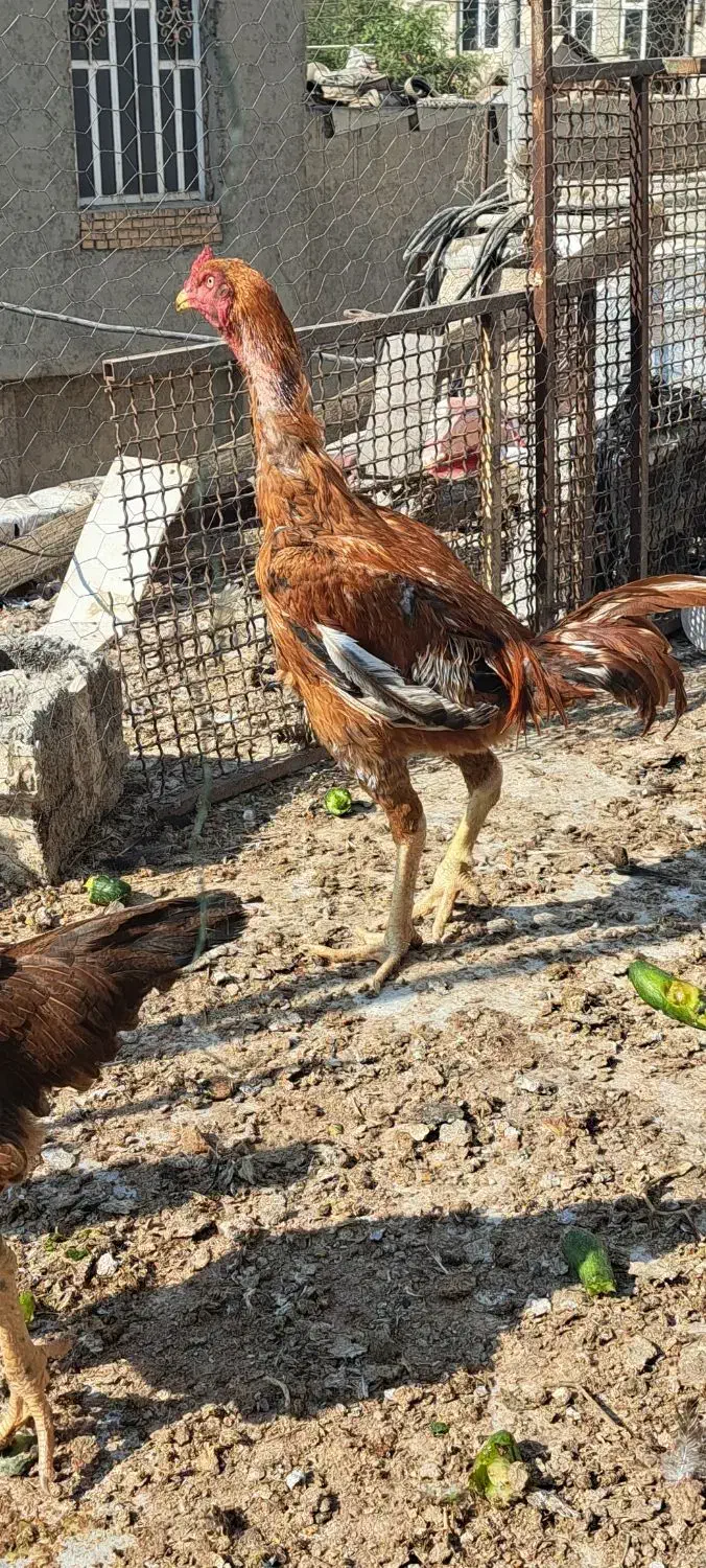 مرغ وخروس محلی|حیوانات مزرعه|بندر گناوه, |دیوار