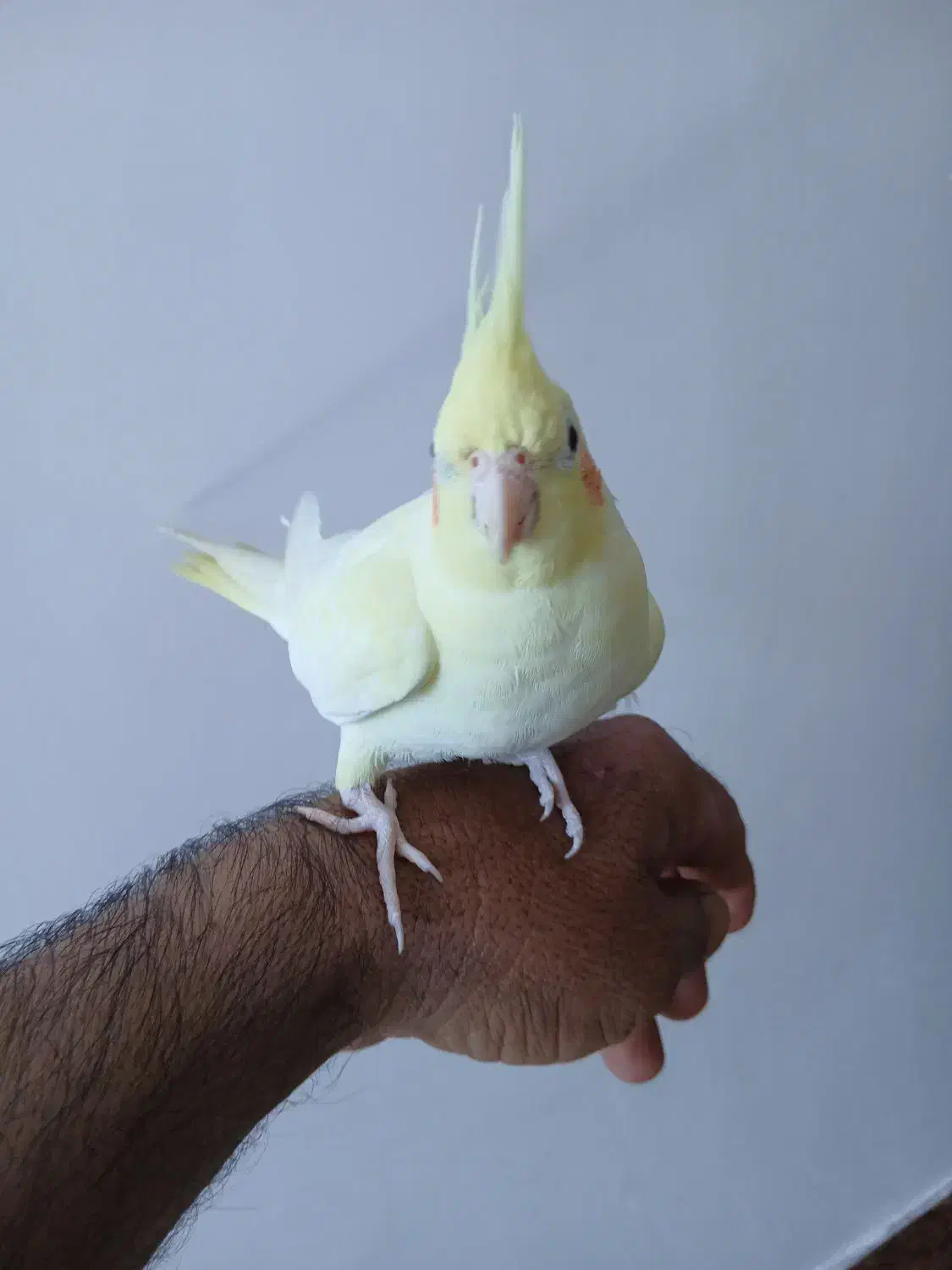 عروس هلندی|پرنده|خرمشهر, |دیوار