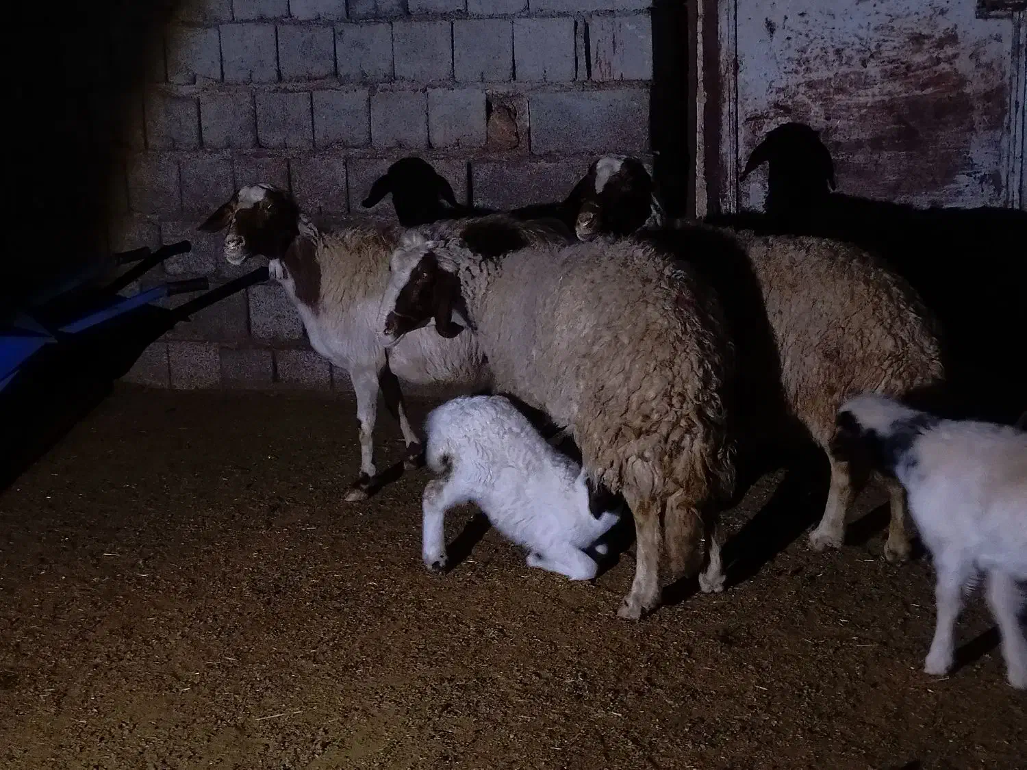 2جفت گوسفندبابره|حیوانات مزرعه|کارزان, |دیوار