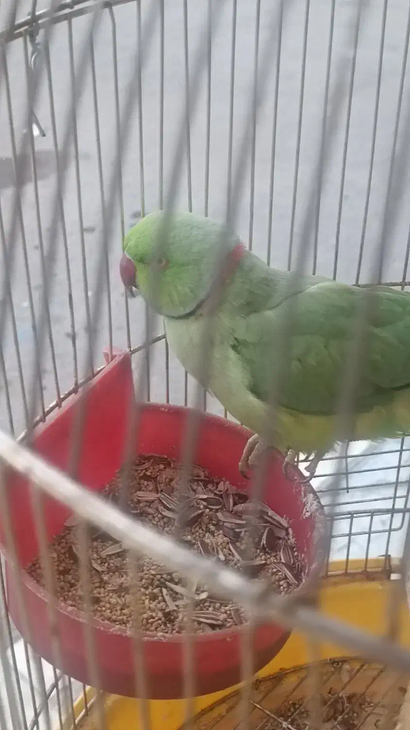 طوطی ملنگو سخنگو|پرنده|همدان, |دیوار