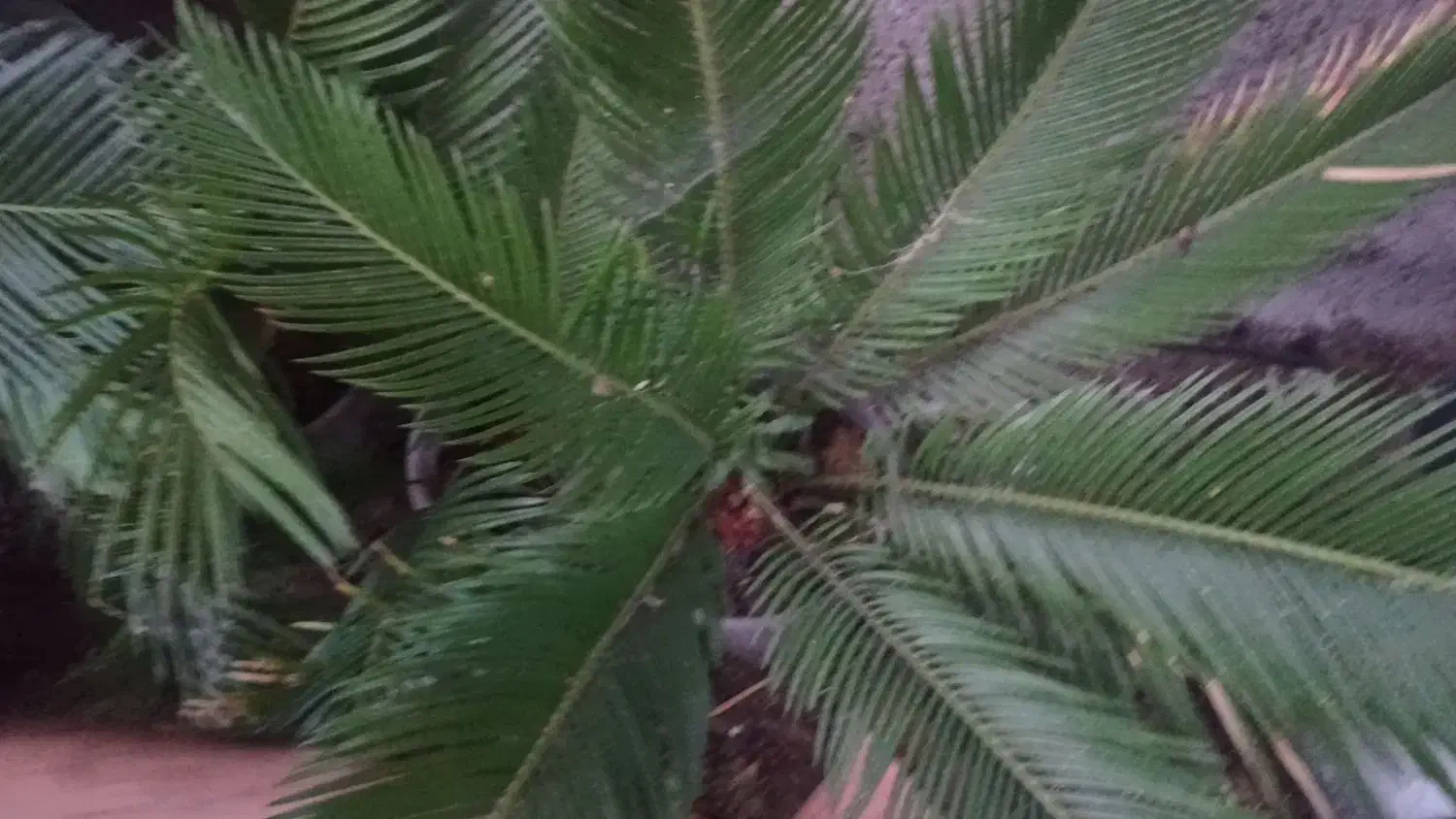 سیکاس|گل و گیاه طبیعی|رشت, پسیخان|دیوار