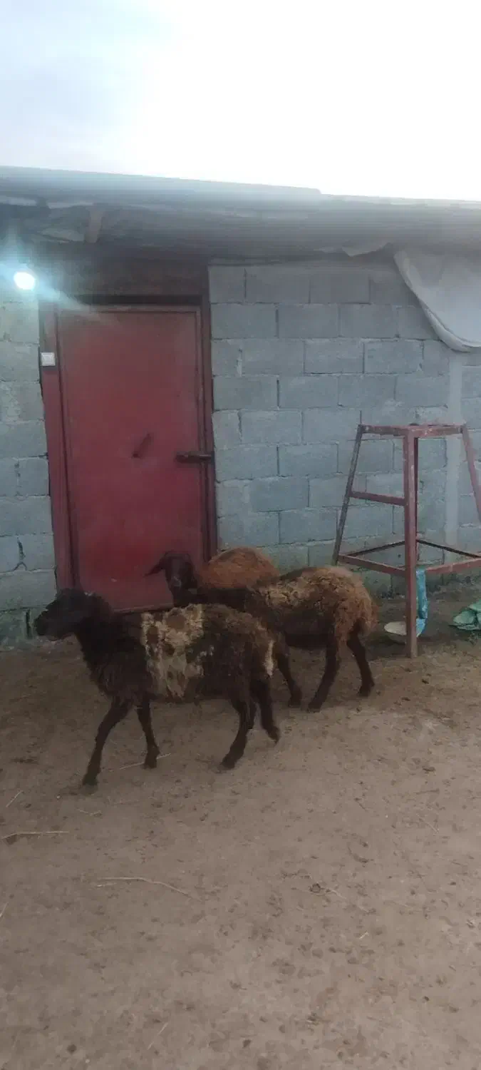 3بره غزل افشار دوتا نر یکی ماده|حیوانات مزرعه|شاندرمن, |دیوار