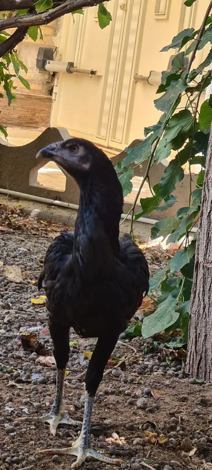 لاری|حیوانات مزرعه|خمینیشهر, |دیوار