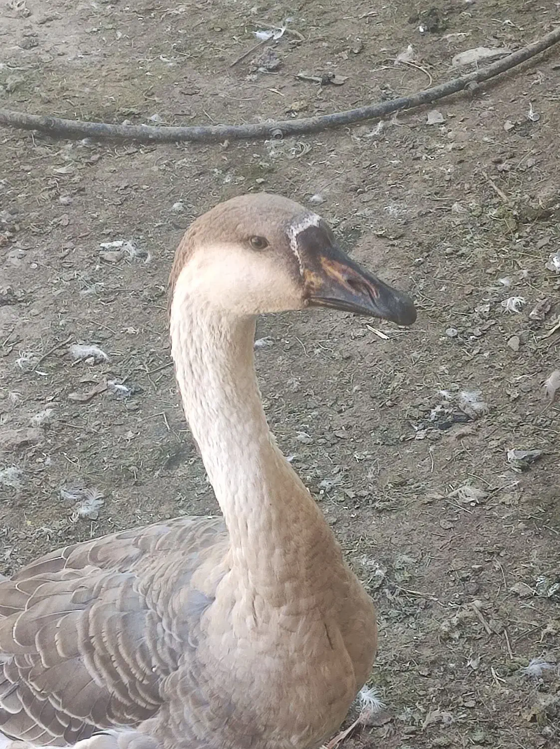 قو غاز های جوان و درشت|حیوانات مزرعه|قزوین, |دیوار