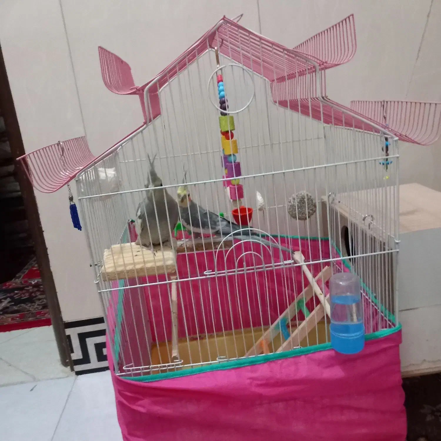 یک جفت عروس هلندی|پرنده|صحنه, |دیوار