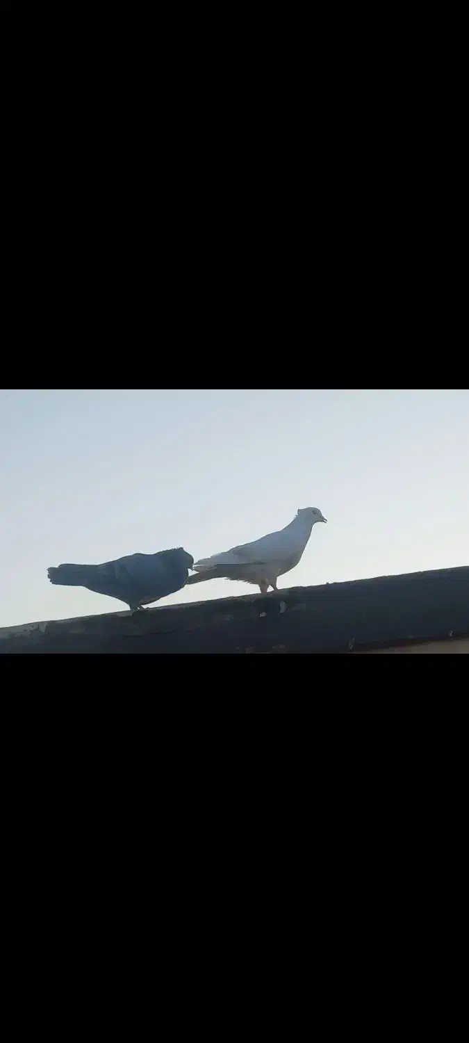 کبوتر|پرنده|بندر ماهشهر, |دیوار